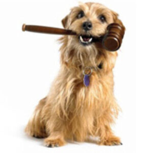 Pets Can Become Casualties of Divorce